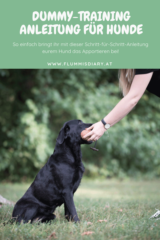 dummy-training-hund-anleitung