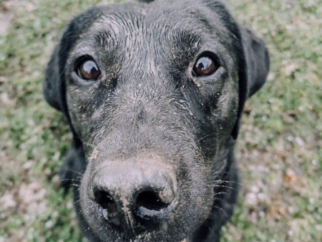 berufstätig-mit-hund-tipps-lifeupdate-karriere-job-hund