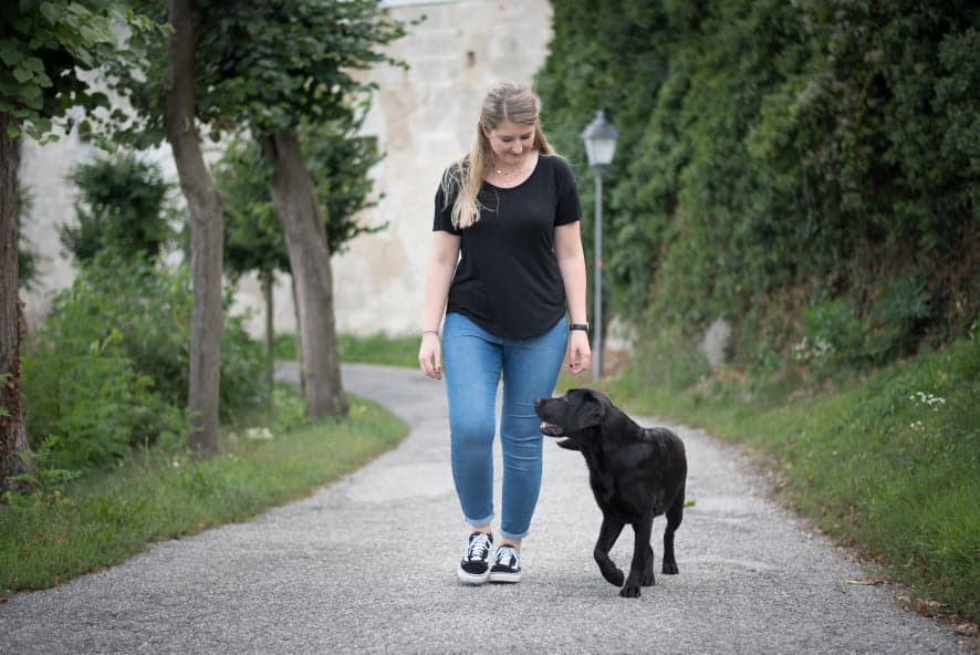 hundetrainer-home-ausbildung-ziemer-falke-erfahrungen-erfahrungsbericht