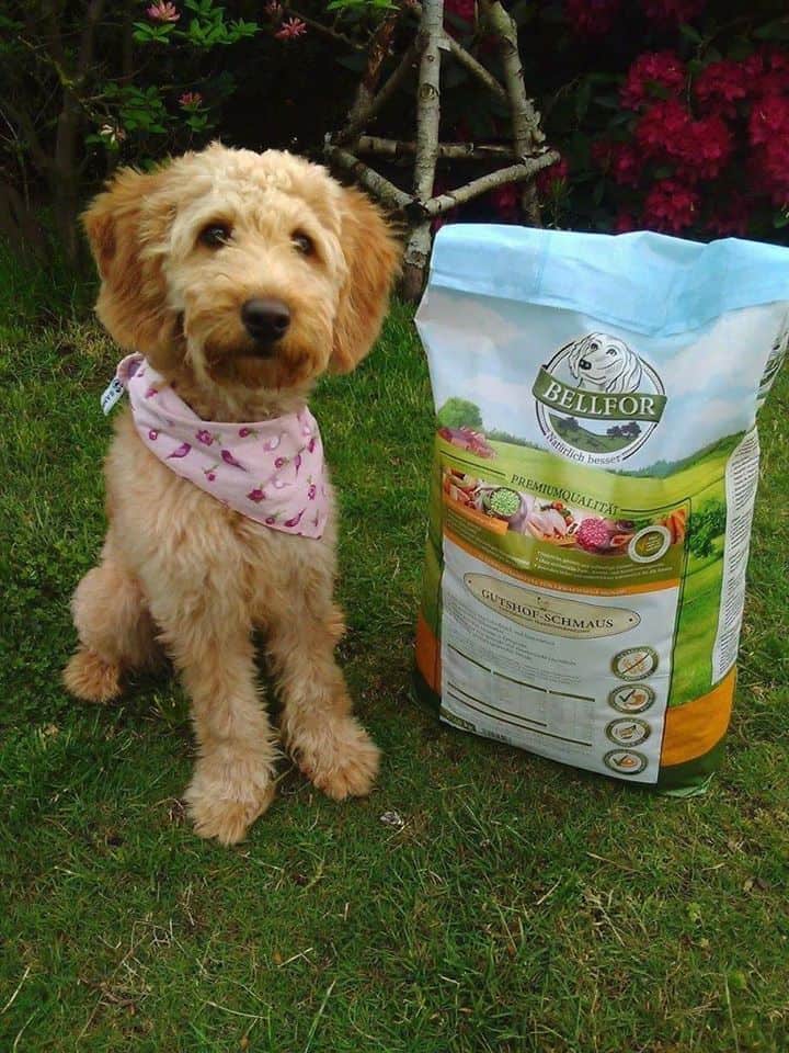 bellfor-hundefutter-artgerecht