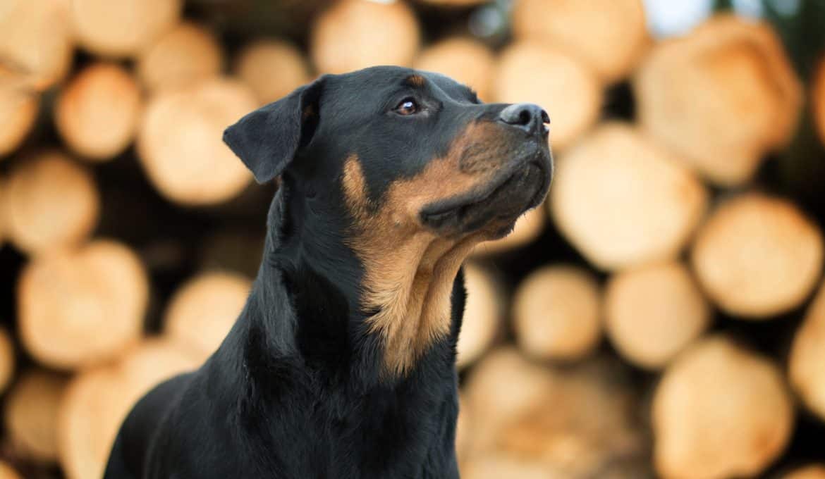 rasseportrait-rottweiler-hunderasse-erfahrung-blog