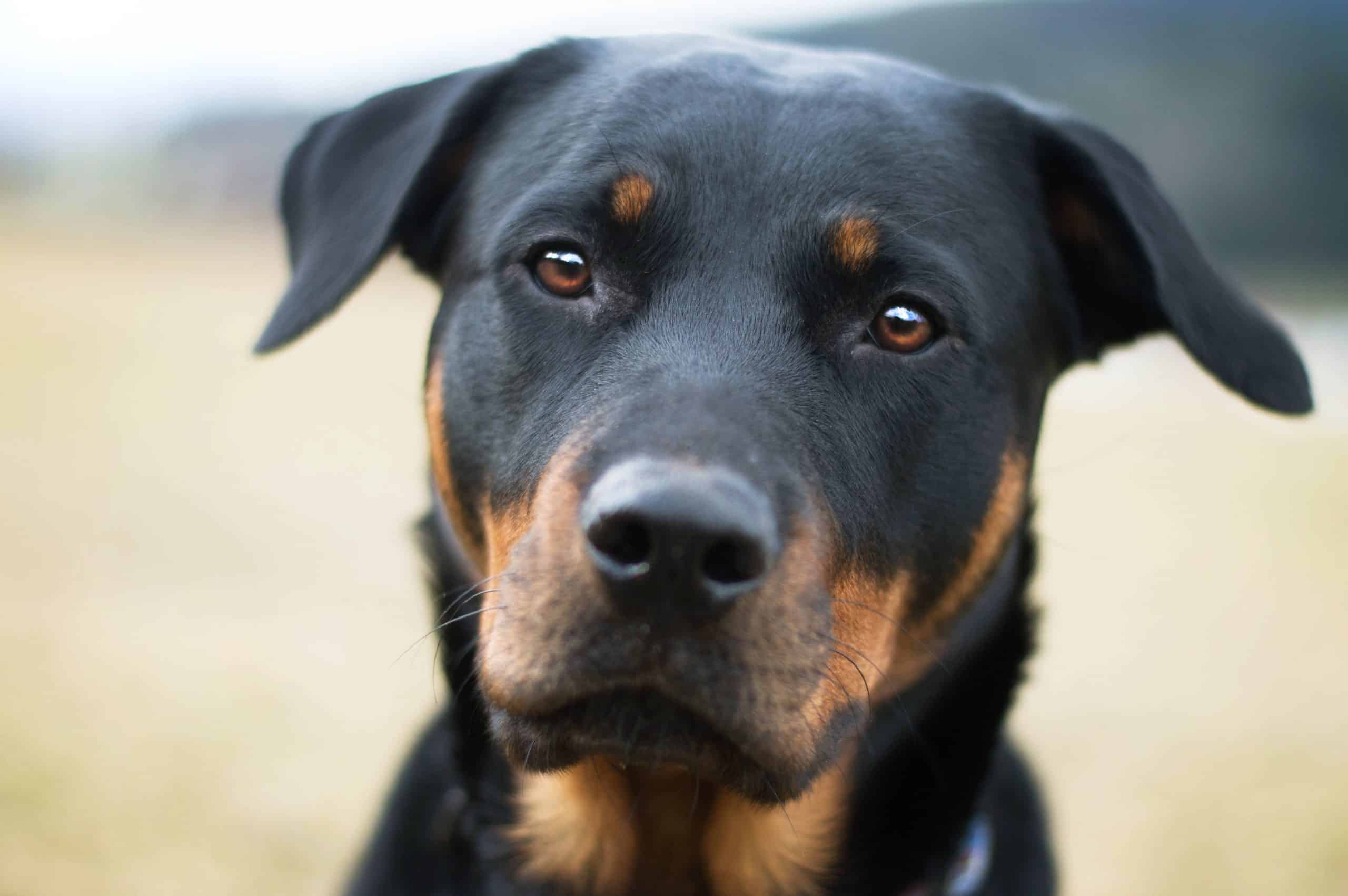 rottweilerliebe-rasseportrait-rottweiler-hund