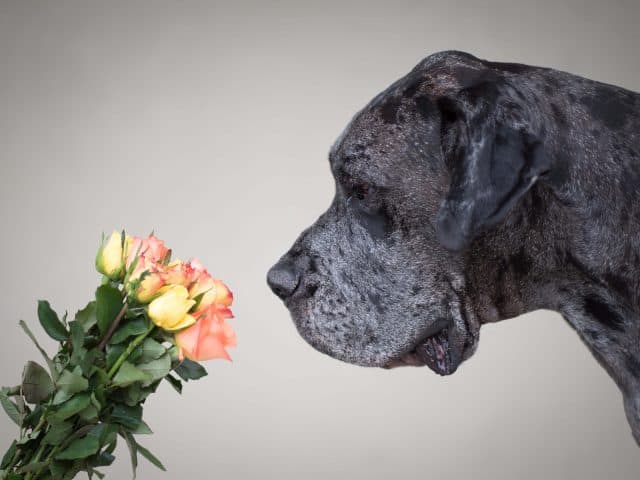tipps-hundefotoshooting-fotografin-hund-waueffekt
