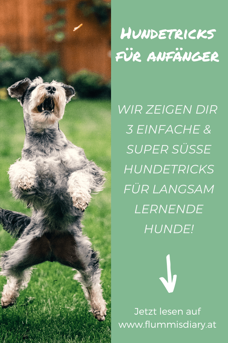 3-einfache-hundetricks-anleitung-tricksen-hund