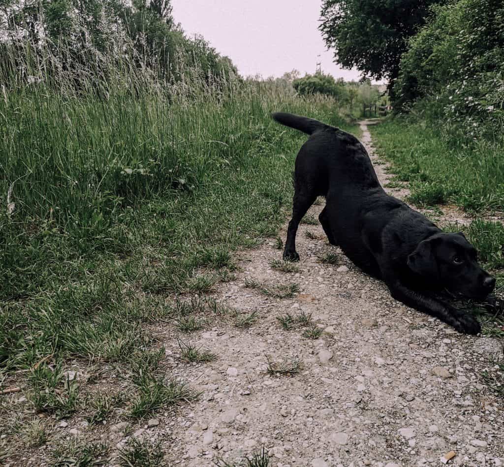 anleitung-tricksen-hund-verbeugen