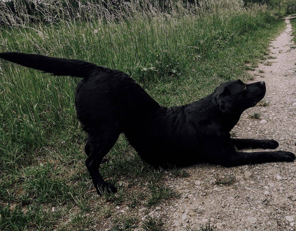 hunde-tricksen-trick-verbeugen-anleitung