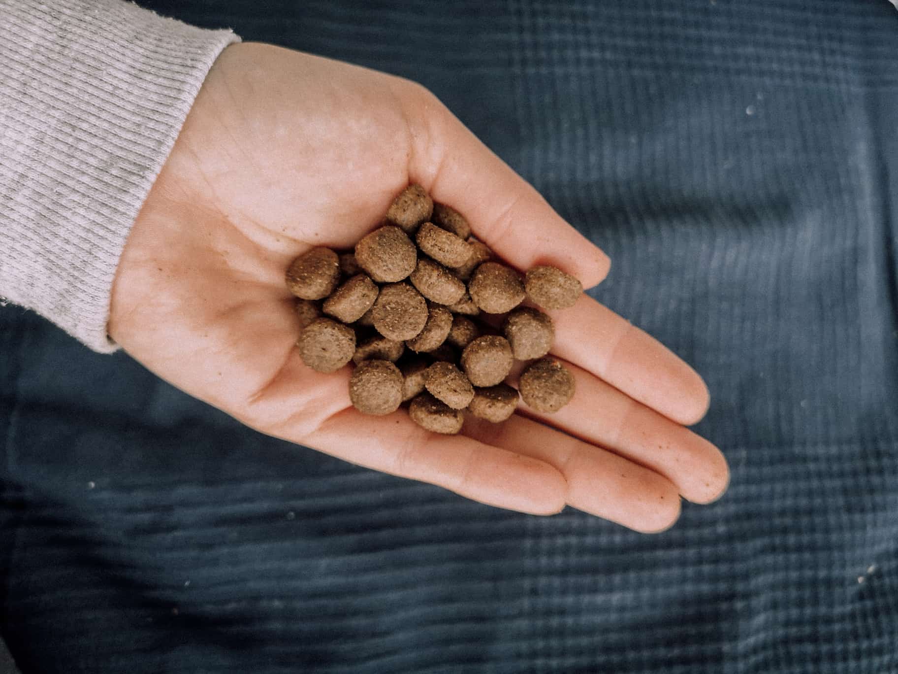 bellfor-hundefutter-im-test-review-insektenprotein-nachhaltig