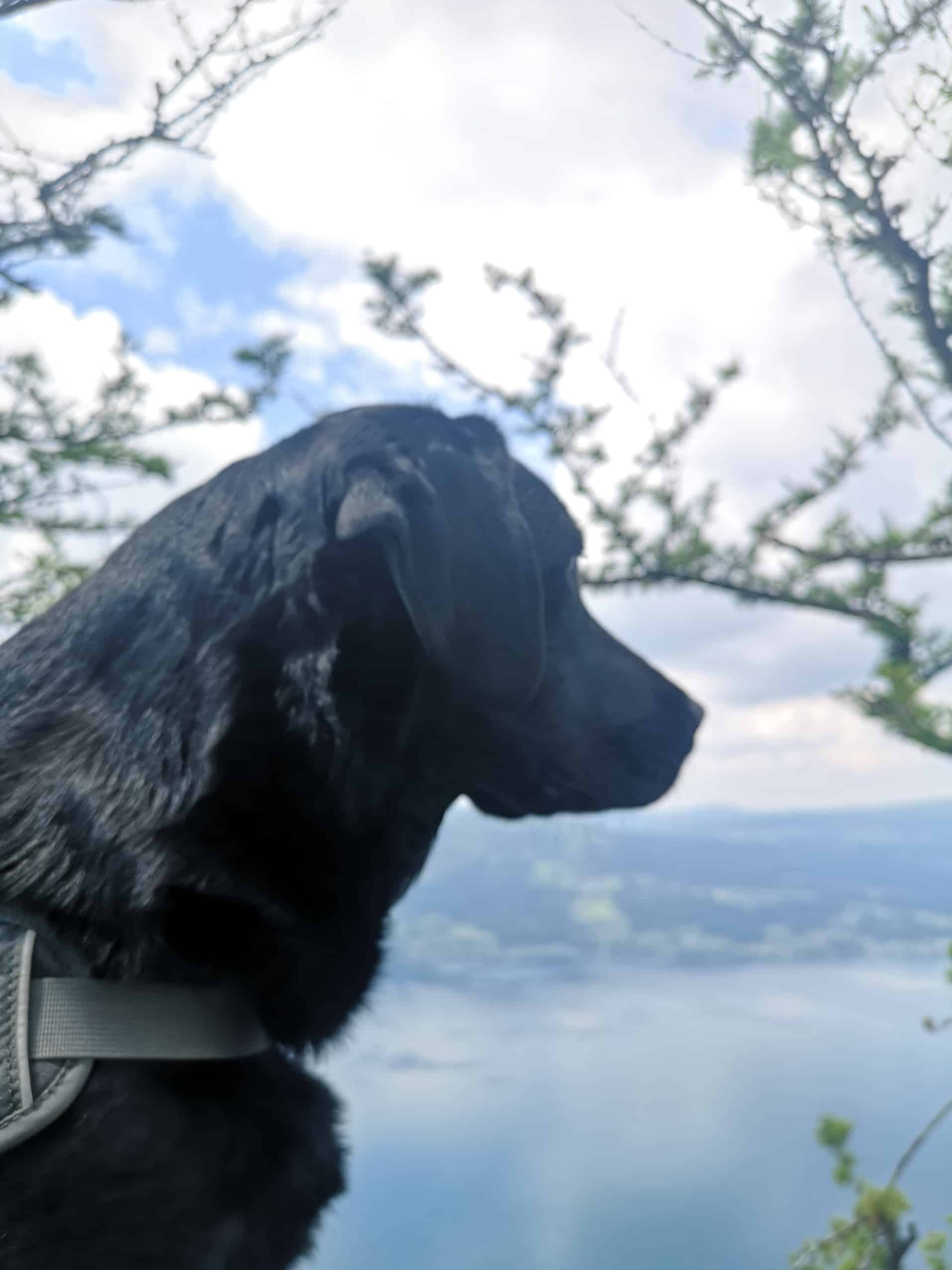 schoberstein-mit-hund-attersee