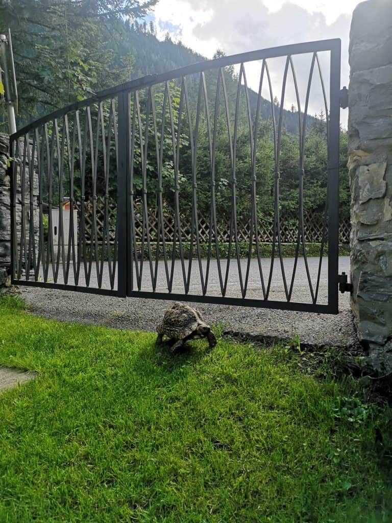 franzi-residenz-gruber-schildkröte-