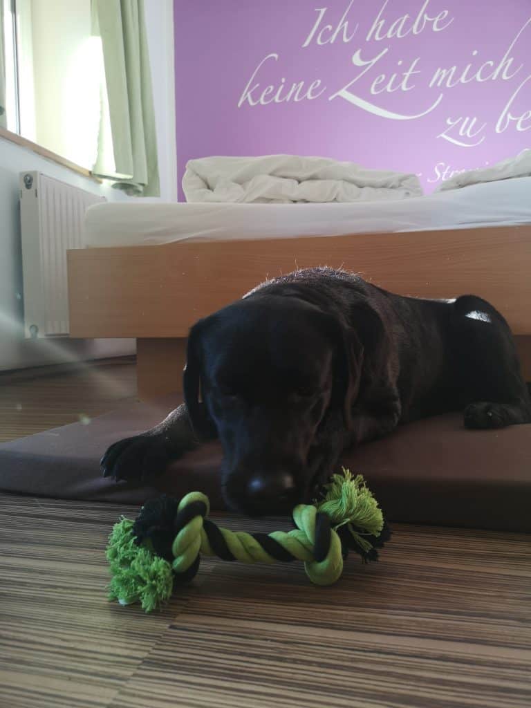 urlaub-in-bad-gastein-mit-hund