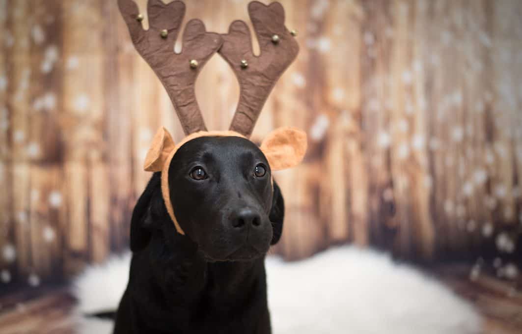 flummis-diary-blog-hund-weihnachten-2020