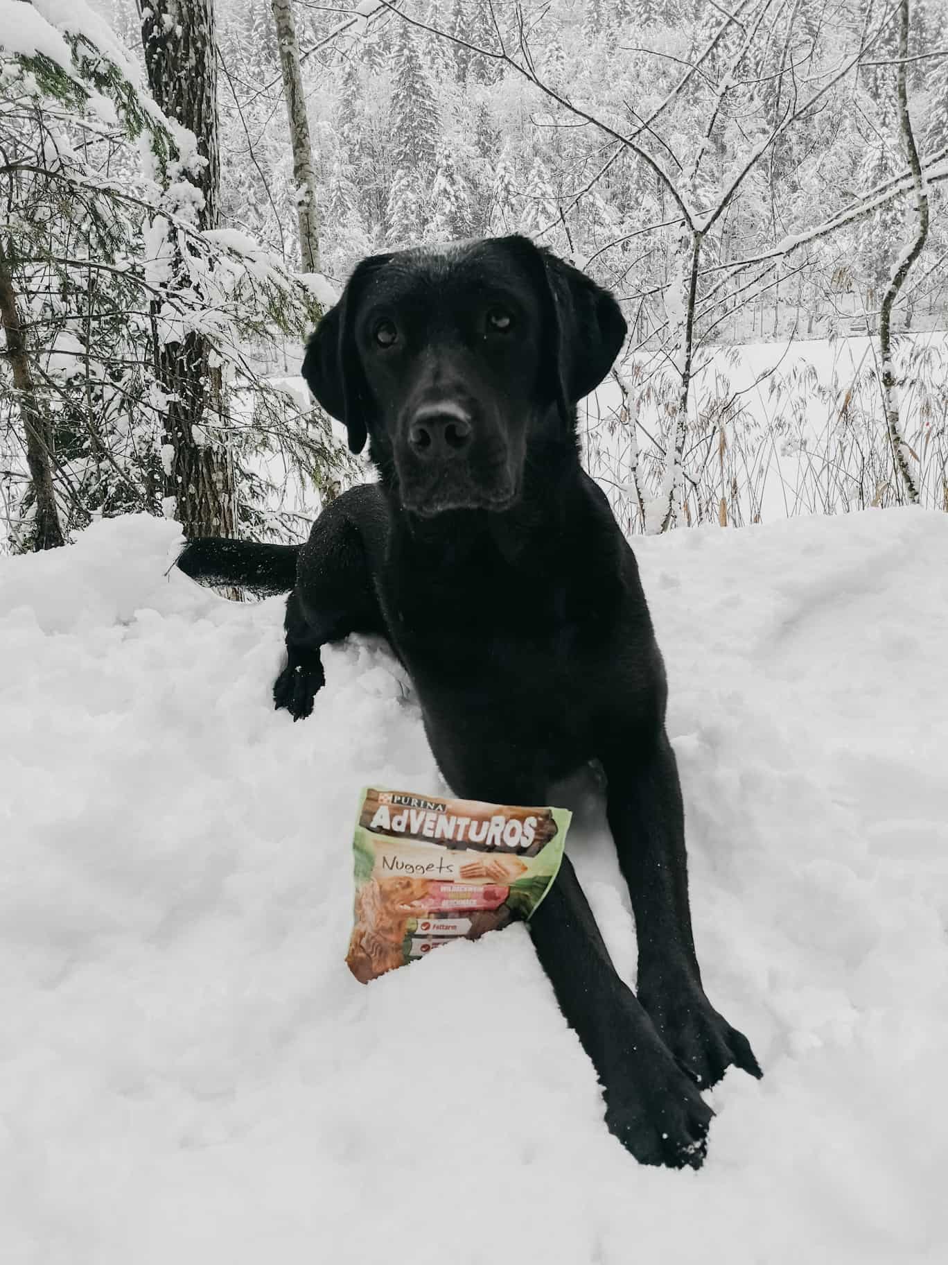 adventuros-ausflugs-ideen-winter-hund-weihnachten