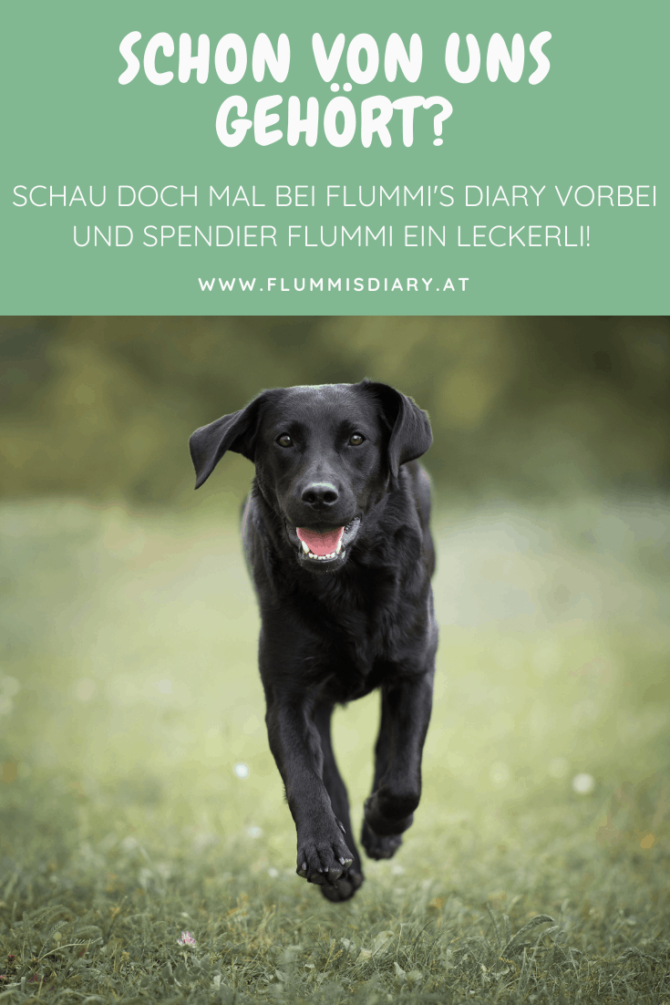 blog-unterstuetzen-hilfe-hunde-blogger