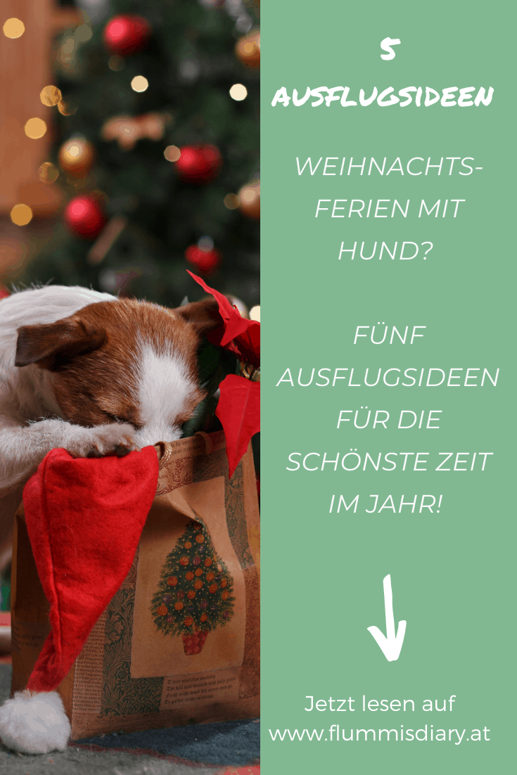 weihnachten-hund-ausflug-ideen-inspiration-hund