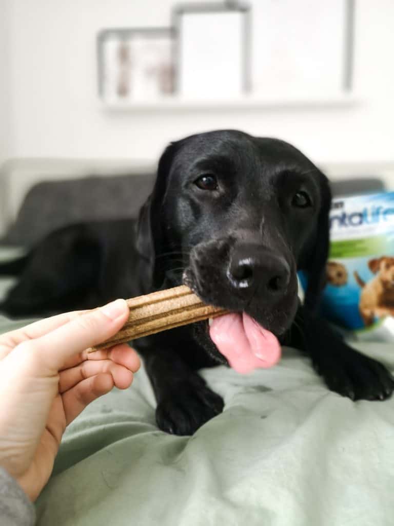 morgenroutine-im-home-office-mit-hund-snacks-zahnpflege