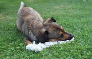Bootsmann_Spielzeug_treusinn