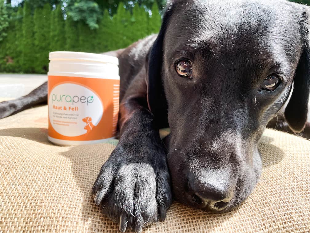 purapep-im-test-rabattcode-hundeblog