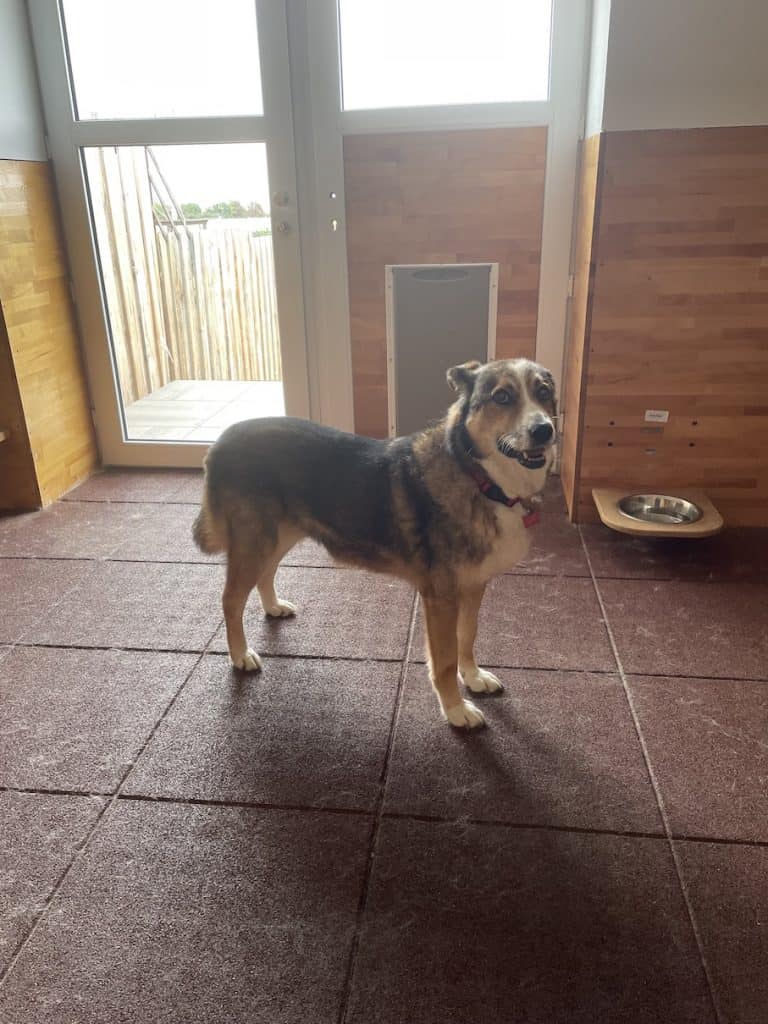 pro-village-initiatives-zweites-leben-hunde