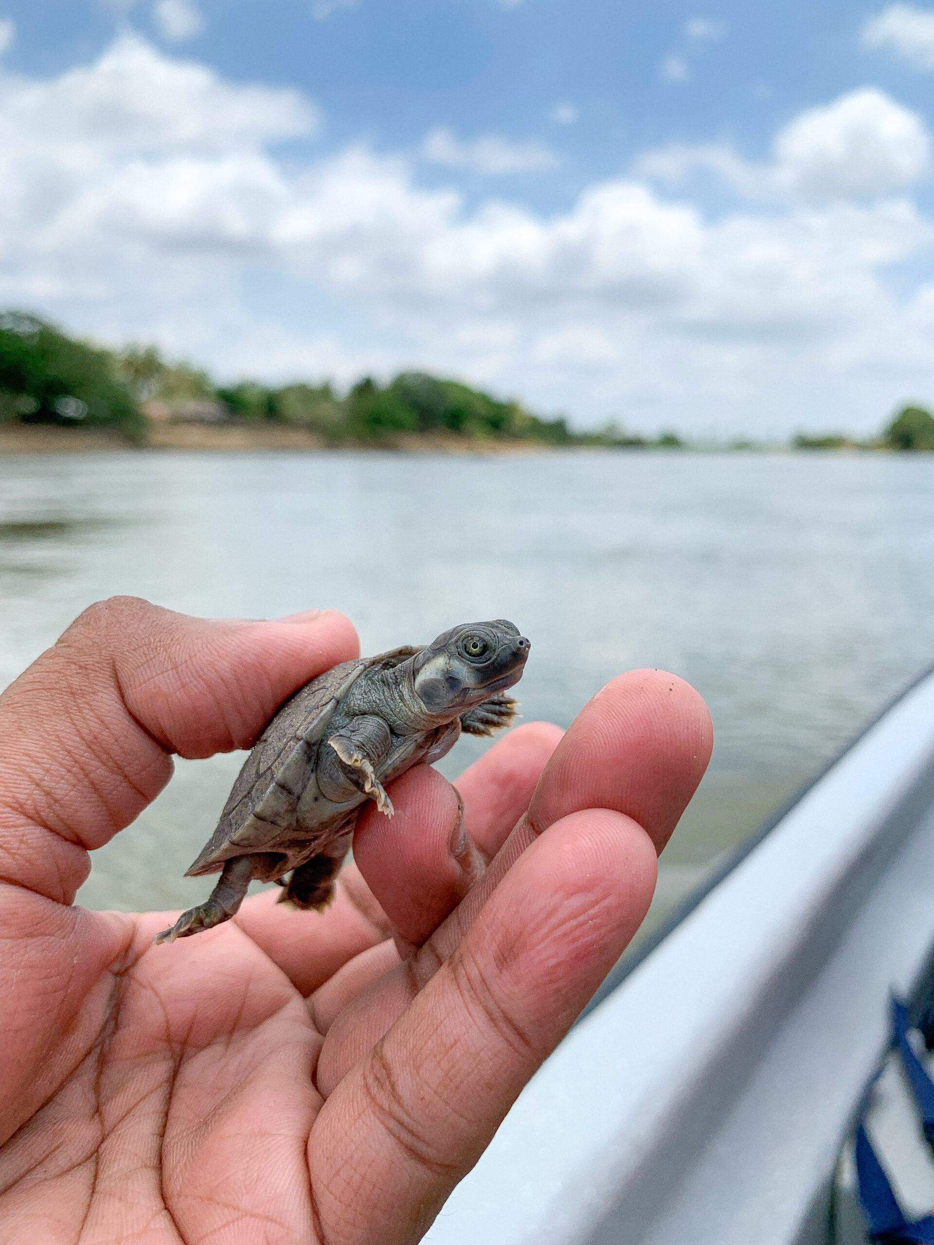 Estudio poblacional de tortugas del Sinú