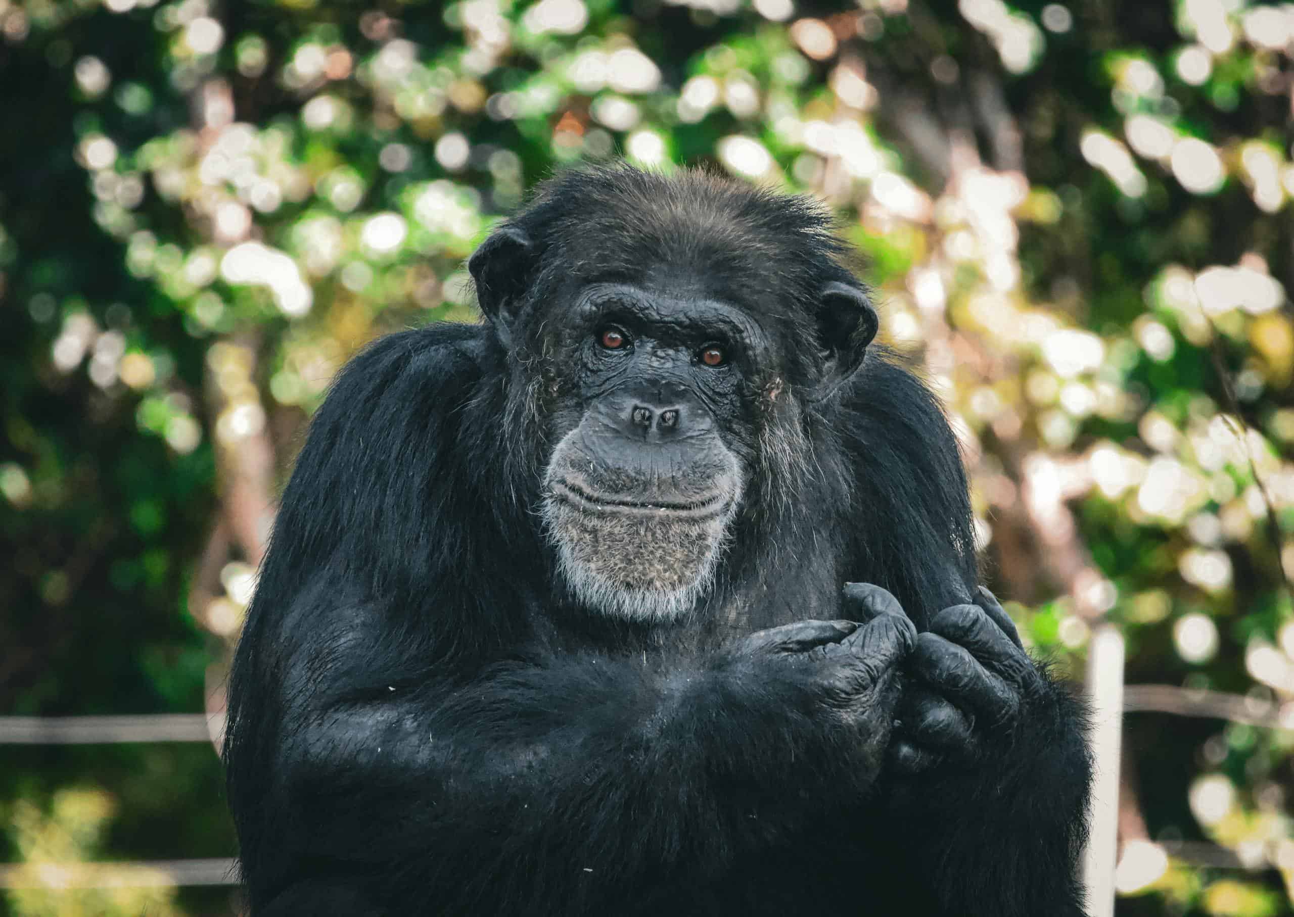Close-up of a chimpanzee in a zoo with a green, natural background.