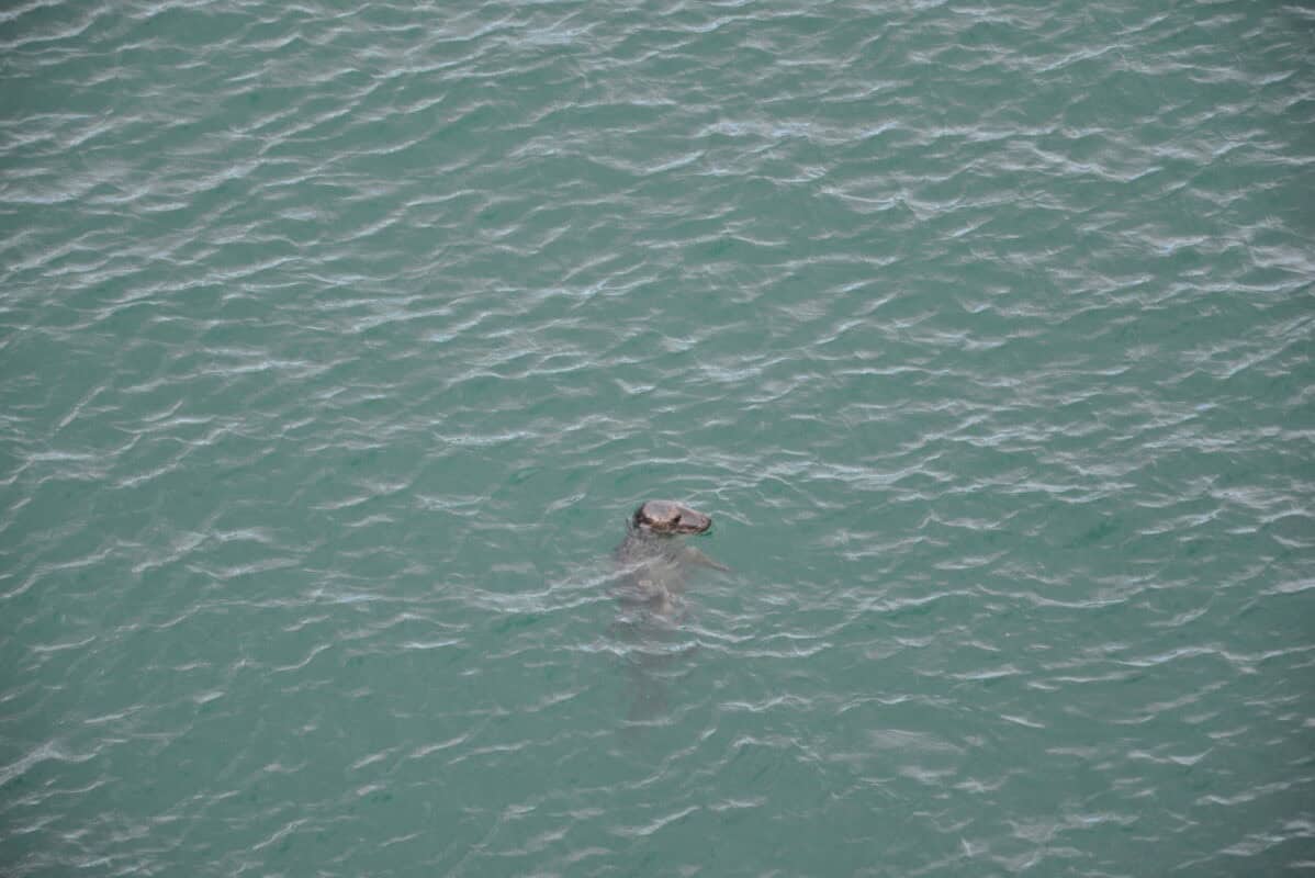 Wicklow day tour. Wicklow cliff-walk, wildlife