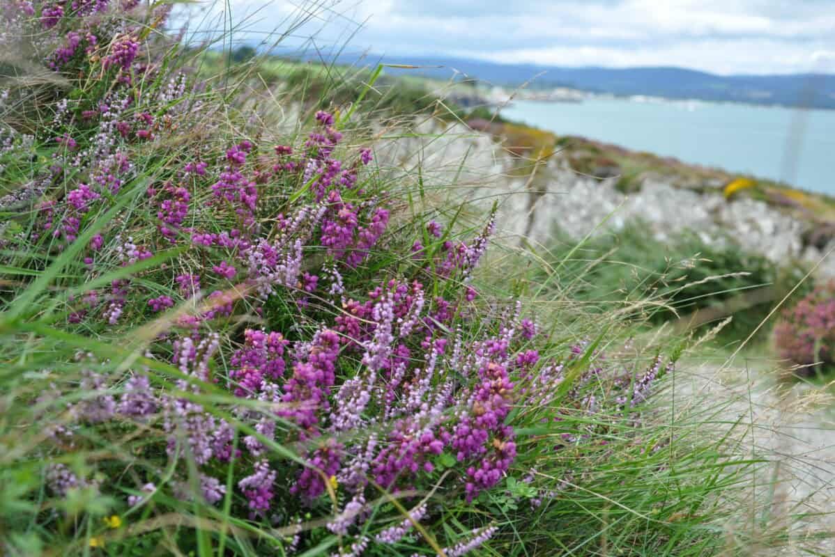 Wicklow day tour. Wicklow cliff-walk, wildlife