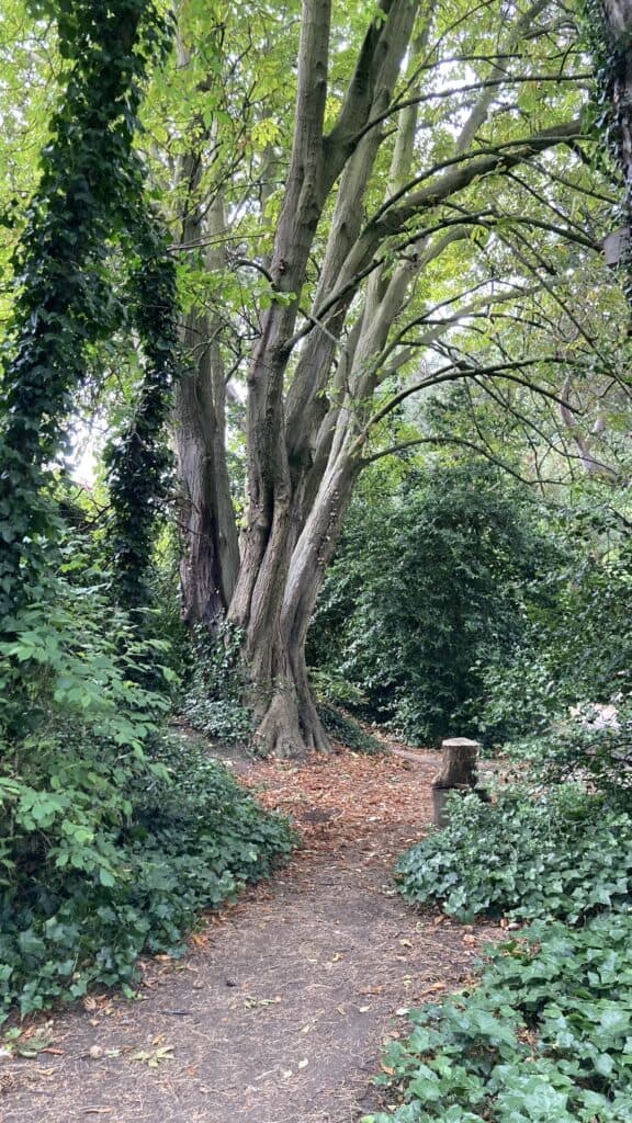 Romantic Dublin. Iveagh Gardens
