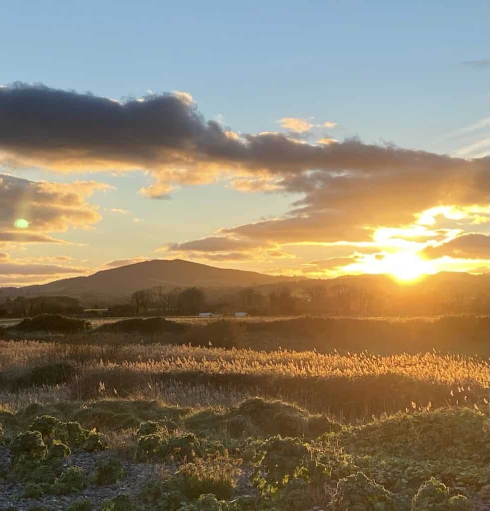 St. Brigid's Day. Sunset Walk