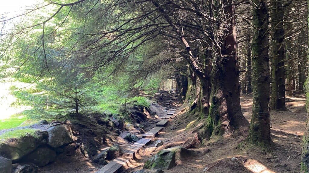 Wicklow Mountains hiking tour, Ballinastoe Woods guided hike