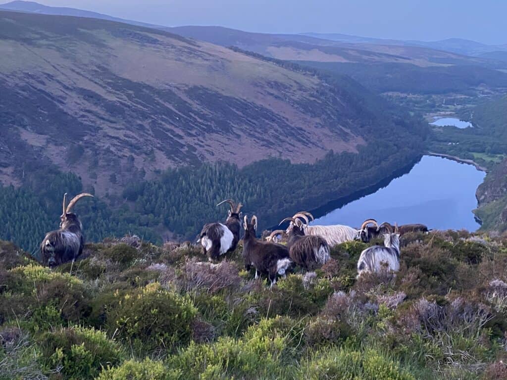 Wicklow Mountains hiking tour, Glendalough guided hike and day tour