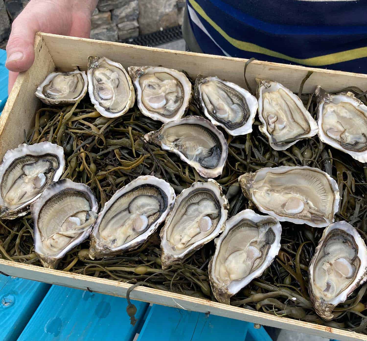 Freshly shucked Irish native oysters