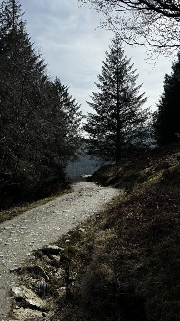 Winding trail through dense forest