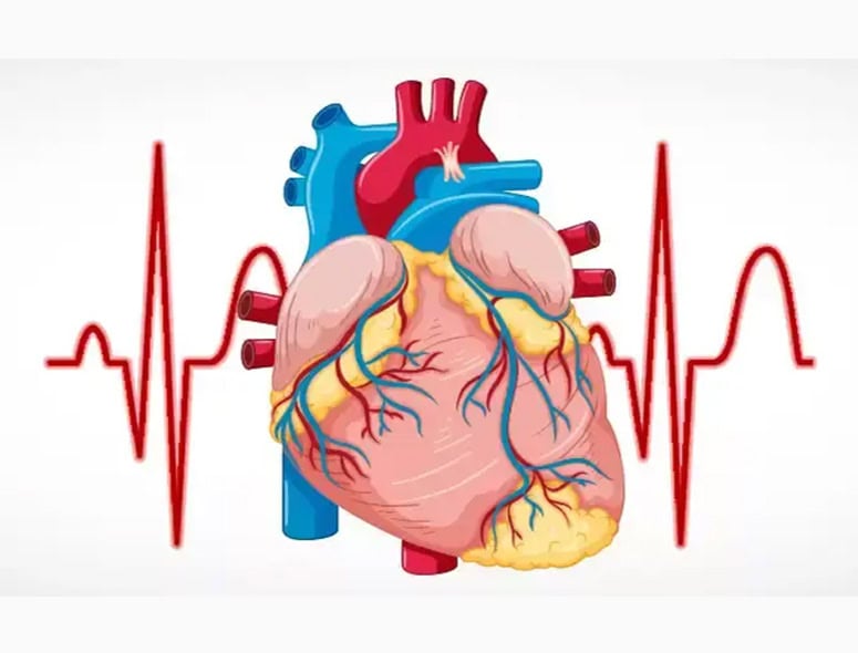 Illustration of a human heart with arteries and veins, and an ECG line in the background.