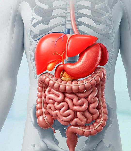 Detailed illustration of human digestive system including liver, stomach, and intestines.