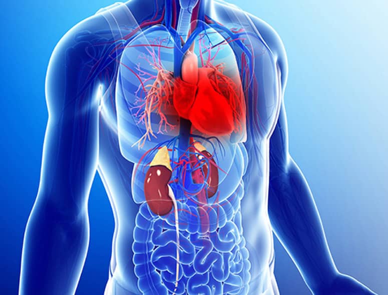 Detailed illustration of human internal organs highlighting the heart and digestive system.