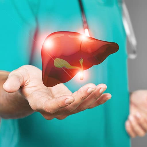Medical professional holding a digital liver model for health consultation.