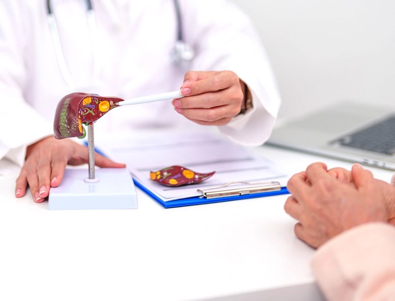Medical professional explaining liver anatomy with model to patient.