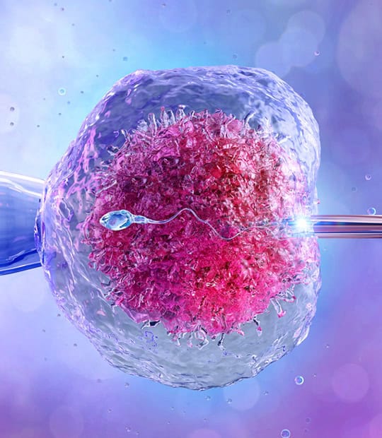 Microscopic view of a human egg and sperm cell during fertilization process.