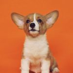 Adoptable Pembroke Welsh Corgi puppy sitting against an orange background, showcasing training, socialization, and canine companionship from High Plains K-9 Connections.