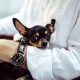 Small black and tan Chihuahua being held gently by a person, showcasing the bond with K-9 companions.