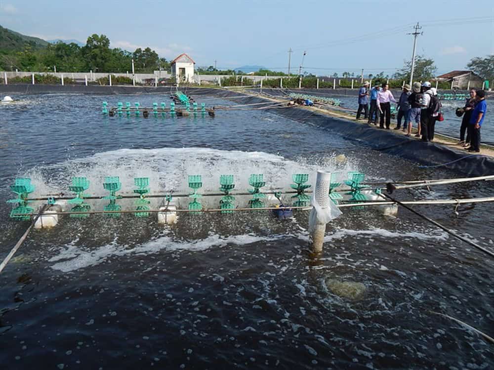 Bạt nhựa lót hồ nuôi tôm cá ốc Ứng dụng bạt nhựa lót hồ nuôi tôm cá và ốc