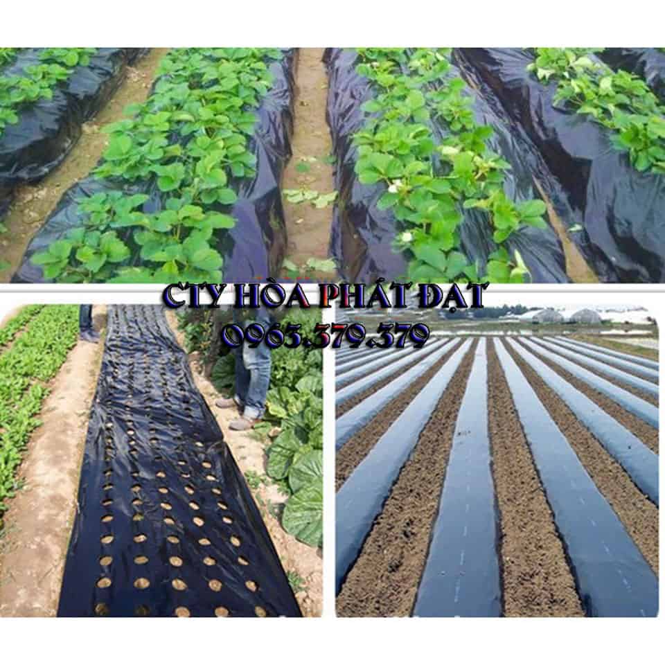 Màng nông nghiệp Hòa Phát Đạt Màng nông nghiệp Hòa Phát Đạt chất lượng cao