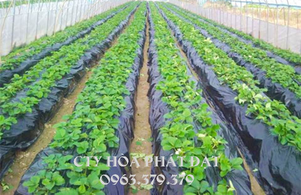 Màng bạt nilon phủ luống đất Màng nông nghiệp phủ đất trồng cây