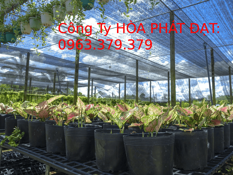 Lưới xanh đen che nắng nông nghiệp Lưới xanh đen phủ nông nghiệp che vườn ươm