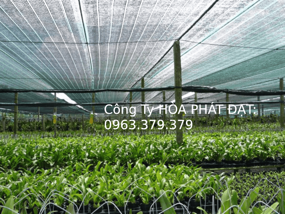 Lưới che nắng trồng rau Thi công lưới che nắng Thái lan trồng rau sạch giá rẻ
