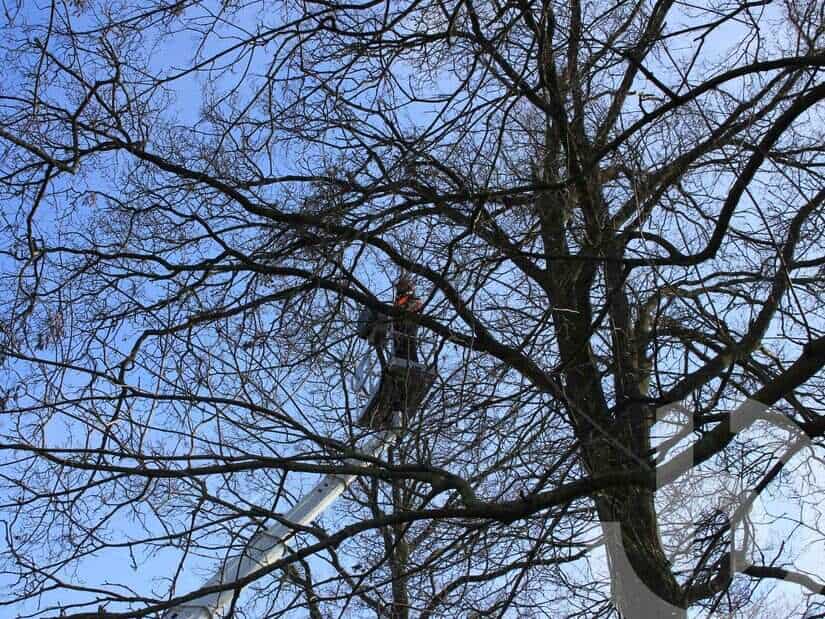 Mann auf Arbeitsbühne bei Baumpflegearbeiten zwischen Ästen und Bäumen.