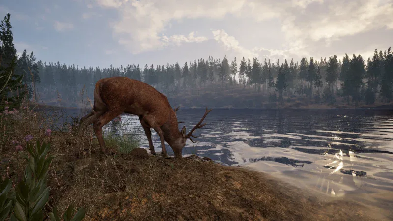 A deer drinks at a lake in the Leminsgale District in Online: 404