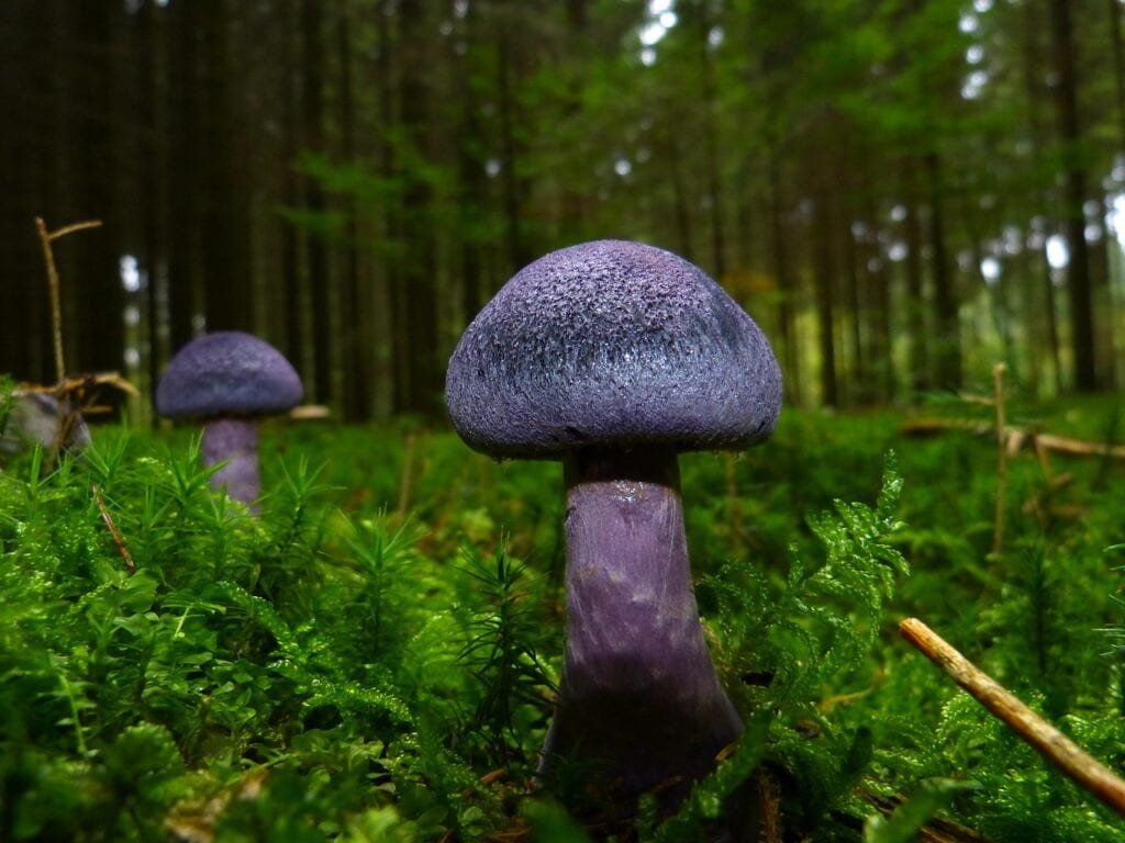 Wild Mushrooms: Claim Fourth Life in Kumaon