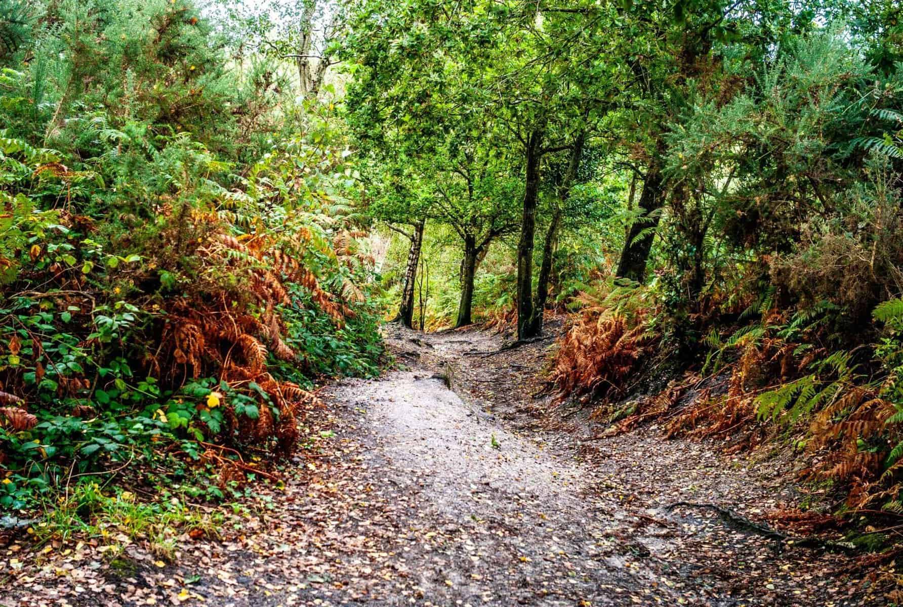 A narrow, dirt path winds through a lush, green forest with tall trees and dense ferns, some turning brown, under a bright, natural light.