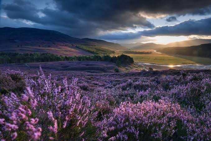 A landscape of purple heather fields under a dramatic, cloudy sky at sunset, with sunlight streaming over distant hills and a green valley.